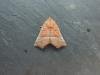 Herald (Scoliopteryx libatrix), adult. Stockton, 04-08-2021. Copyright Ed Pritchard.