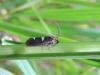 Incurvaria masculella, adult. Saltholme, 11-05-2023. Copyright Ed Pritchard.