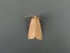 Large Wainscot (Rhizedra lutosa), adult. Saltholme, 22-08-2018. Copyright Ed Pritchard.