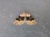 Large Twin-spot Carpet (Xanthorhoe quadrifasiata), adult. Stockton, 09-07-2022. Copyright Ed Pritchard.