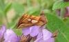 Lempke's Gold Spot (Plusia putnami), adult. Saltholme, 22-06-2022. Copyright Ed Pritchard.