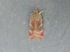 Lesser Broad-bordered Yellow Underwing (Noctua janthe), adult. Stockton, 04-08-2021. Copyright Ed Pritchard.