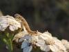 Lime-speck Pug (Eupithecia centaureata), larval. Saltholme, 15-10-2023. Copyright Ed Pritchard.