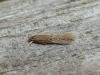 Limnaecia phragmitella, adult. Saltholme, 22-06-2023. Copyright Ed Pritchard.