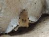 Lozotaenia forsterana, adult. Stockton, 04-06-2022. Copyright Ed Pritchard.