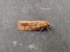 Lozotaeniodes formosana, adult. Stockton, 13-07-2018. Copyright Ed Pritchard.