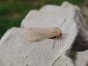 Lyme Grass (Longalatedes elymi), adult. Stockton, 30-06-2019. Copyright Ed Pritchard.