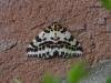 Magpie Moth (Abraxas grossulariata), adult. Stockton, 26-06-2022. Copyright Ed Pritchard.