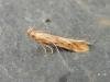 Metzneria metzneriella, adult. Stockton, 17-06-2022. Copyright Ed Pritchard.