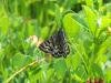 Mother Shipton (Callistege mi), adult. Saltholme, 02-06-2022. Copyright Ed Pritchard.