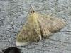 Mother of Pearl (Patania ruralis), adult. Stockton, 21-06-2023. Copyright Ed Pritchard.