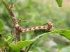 Mottled Umber (Erannis defoliaria), larval. Saltholme, 18-06-2023. Copyright Ed Pritchard.