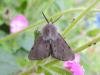 Muslin Moth (Diaphora mendica), adult, male. Stockton, 12-05-2024. Copyright Ed Pritchard.