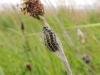 Narrow-bordered Five-spot Burnet (Zygaena lonicerae), larval. Saltholme, 30-05-2019. Copyright Ed Pritchard.