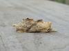 Pale Prominent (Pterostoma palpina), adult. Stockton, 04-08-2021. Copyright Ed Pritchard.