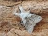Pale Tussock (Calliteara pudibunda), adult, male. Stockton, 20-05-2020. Copyright Ed Pritchard.