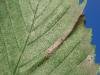 Phyllonorycter tristrigella, mine. High Clarence, 05-11-2023. Copyright Ed Pritchard.