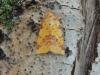 Pink-barred Sallow (Xanthia togata), adult. Saltholme, 20-09-2019. Copyright Ed Pritchard.