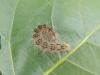 Poplar Grey (Subacronicta megacephala), larval. Port Clarence, 08-08-2022. Copyright Ed Pritchard.