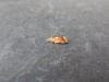 Pseudargyrotoza conwagana, adult. Stockton, 17-06-2022. Copyright Ed Pritchard.