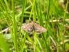 Pyrausta purpuralis, adult. Saltholme, 23-05-2023. Copyright Ed Pritchard.