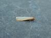 Scarce Footman (Eilema complana), adult. Stockton, 15-07-2018. Copyright Ed Pritchard.