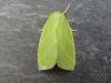 Scarce Silver-lines (Bena bicolorana), adult. Stockton, 24-06-2022. Copyright Ed Pritchard.