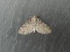 Seraphim (Lobophora halterata), adult. Stockton, 02-05-2022. Copyright Ed Pritchard.