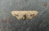 Single-dotted Wave (Idaea dimidiata), adult. Saltholme, 04-08-2019. Copyright Ed Pritchard.