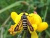 Six-belted Clearwing (Bembecia ichneumoniformis), adult. Saltholme, 28-06-2022. Copyright Ed Pritchard.
