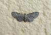 Slender Pug (Eupithecia tenuiata), adult. Saltholme, 07-07-2023. Copyright Ed Pritchard.