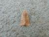 Small Quaker (Orthosia cruda), adult. Saltholme, 23-03-2022. Copyright Ed Pritchard.