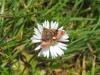 Small Yellow Underwing (Panemeria tenebrata), adult. Saltholme, 19-05-2022. Copyright Ed Pritchard.