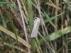 Southern Wainscot (Mythimna straminea), adult. Saltholme, 12-08-2021. Copyright Ed Pritchard.