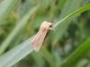 Southern Wainscot (Mythimna straminea), adult. Saltholme, 16-07-2023. Copyright Ed Pritchard.