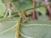 Stathmopoda pedella, adult. Saltholme, 05-07-2023. Copyright Ed Pritchard.