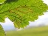 Stigmella aurella, mine. Saltholme, 30-05-2022. Copyright Ed Pritchard.