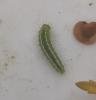 Straw Dot (Rivula sericealis), larval. Saltholme, 12-07-2022. Copyright Ed Pritchard.