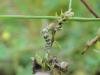 Toadflax Pug (Eupithecia linariata), larval. Saltholme, 03-08-2023. Copyright Ed Pritchard.