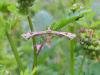 Triangle Plume (Platyptilia gonodactyla), adult. Cowpen Marsh, 27-05-2023. Copyright Ed Pritchard.