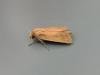 Twin-spotted Wainscot (Lenisa geminipuncta), adult. Saltholme, 13-08-2020. Copyright Ed Pritchard.