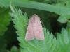 Vine's Rustic (Hoplodrina ambigua), adult. Saltholme, 07-09-2023. Copyright Ed Pritchard.