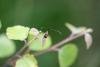 Nemophora minimella, adult. Black Plantation, 08-07-2024. Copyright Jonathan Wallace.