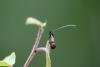 Nemophora minimella, adult. Black Plantation, 08-07-2024. Copyright Jonathan Wallace.