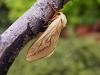 Ghost Moth (Hepialus humuli), adult, female. Taken outside Durham. Copyright Keith Dover.