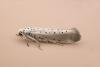Willow Ermine (Yponomeuta rorrella), adult. Chester-le-Street, 21-07-2025. Copyright Keith Dover.