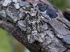 Frosted Green (Polyploca ridens), adult Copyright Keith Dover.