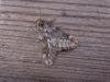 March Moth (Alsophila aescularia), adult. Copyright Keith Dover.