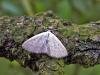 Lesser Cream Wave (Scopula immutata), adult. Taken outside Durham, 28-07-2004. Copyright Keith Dover.