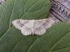 Riband Wave (Idaea aversata), adult. Copyright Keith Dover.